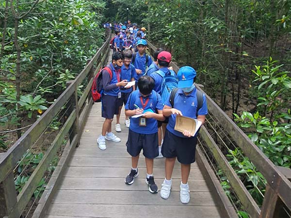 Pasir Ris Mangrove Forest - 3